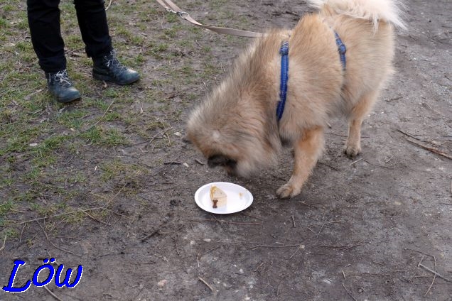 12.2.2022 - Dwix untersucht die Torte